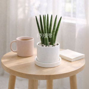 테이블용 스투키