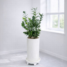 금전수(돈나무)